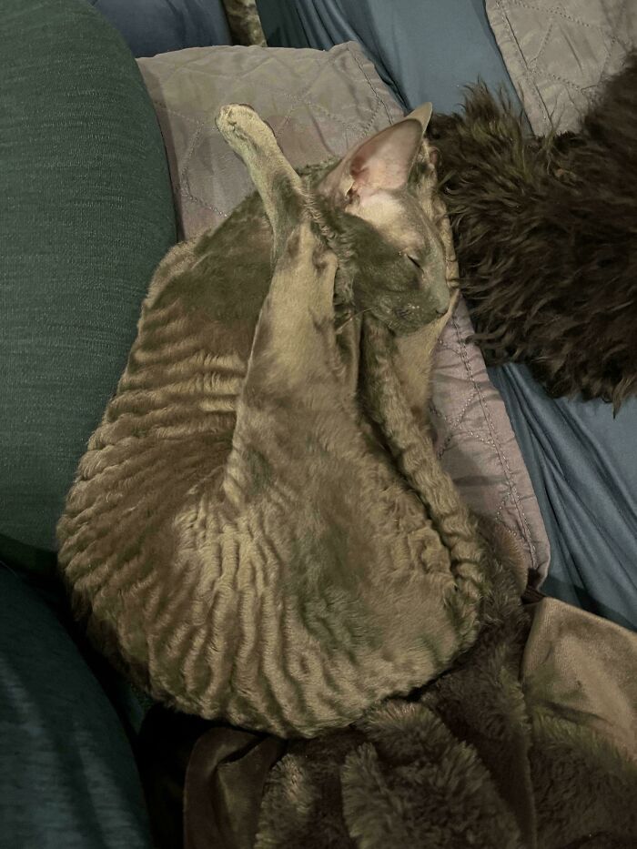 130 Cute And Derpy Pets That Look Like They Were “Assembled” Wrong 130 Cute And Derpy Pets That Look Like They Were “Assembled” Wrong