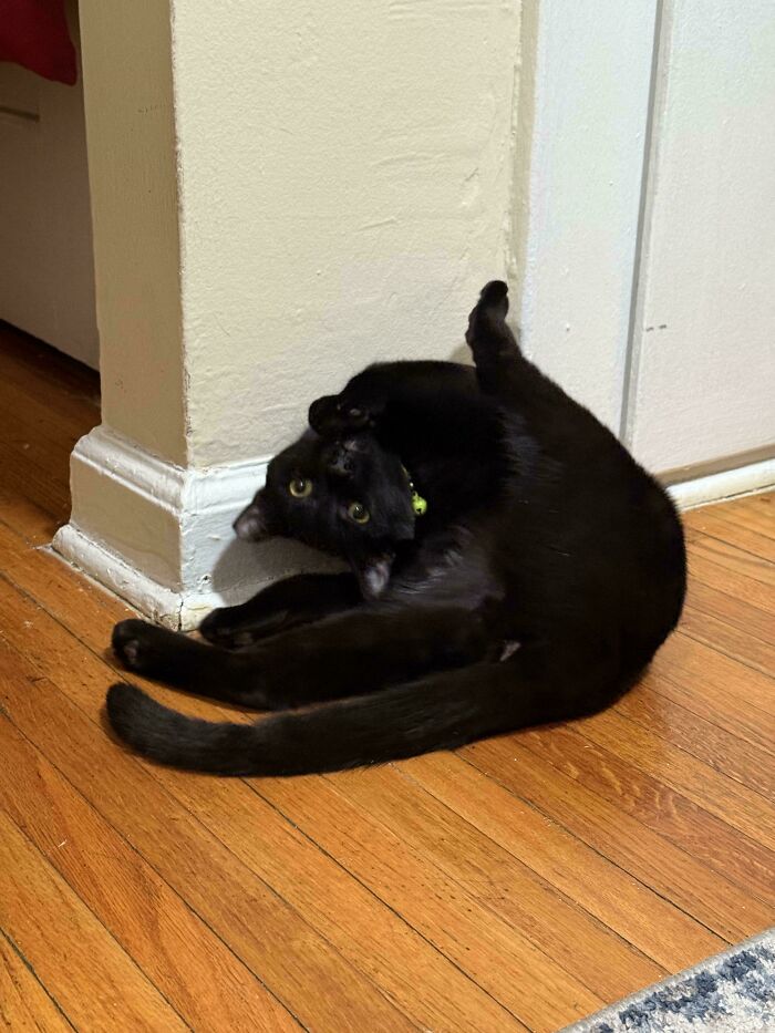 130 Cute And Derpy Pets That Look Like They Were “Assembled” Wrong 130 Cute And Derpy Pets That Look Like They Were “Assembled” Wrong