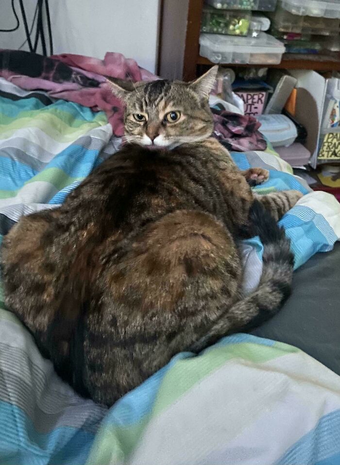 130 Cute And Derpy Pets That Look Like They Were “Assembled” Wrong 130 Cute And Derpy Pets That Look Like They Were “Assembled” Wrong