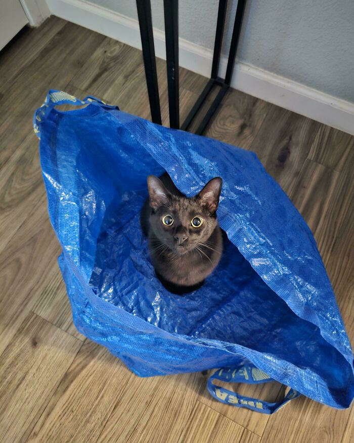 130 Cute And Derpy Pets That Look Like They Were “Assembled” Wrong 130 Cute And Derpy Pets That Look Like They Were “Assembled” Wrong