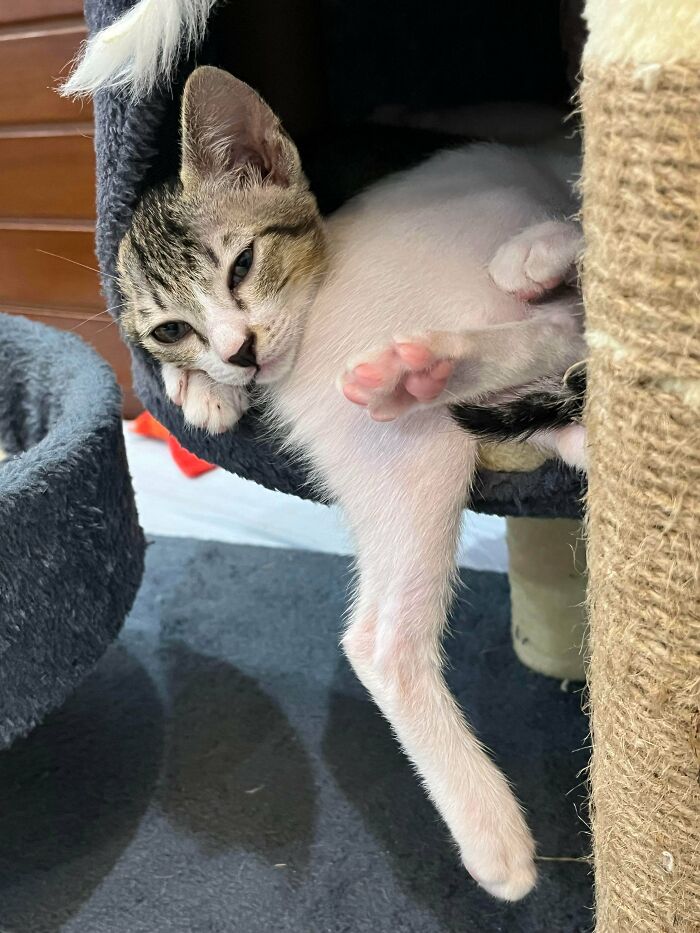 130 Cute And Derpy Pets That Look Like They Were “Assembled” Wrong 130 Cute And Derpy Pets That Look Like They Were “Assembled” Wrong