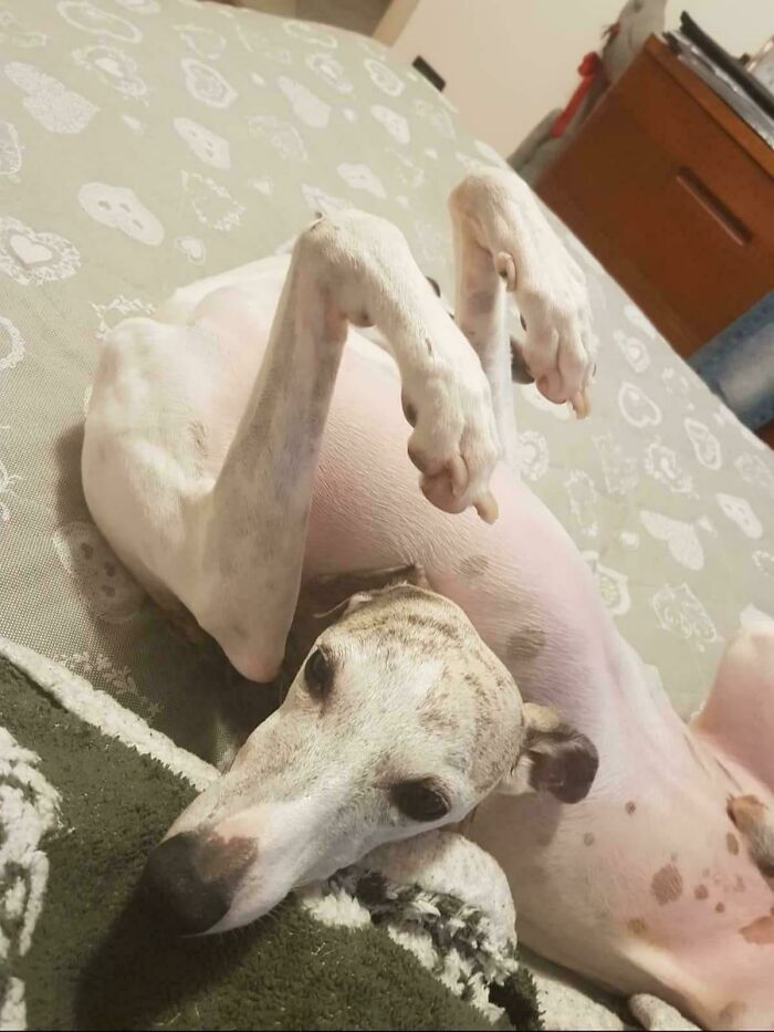 130 Cute And Derpy Pets That Look Like They Were “Assembled” Wrong 130 Cute And Derpy Pets That Look Like They Were “Assembled” Wrong