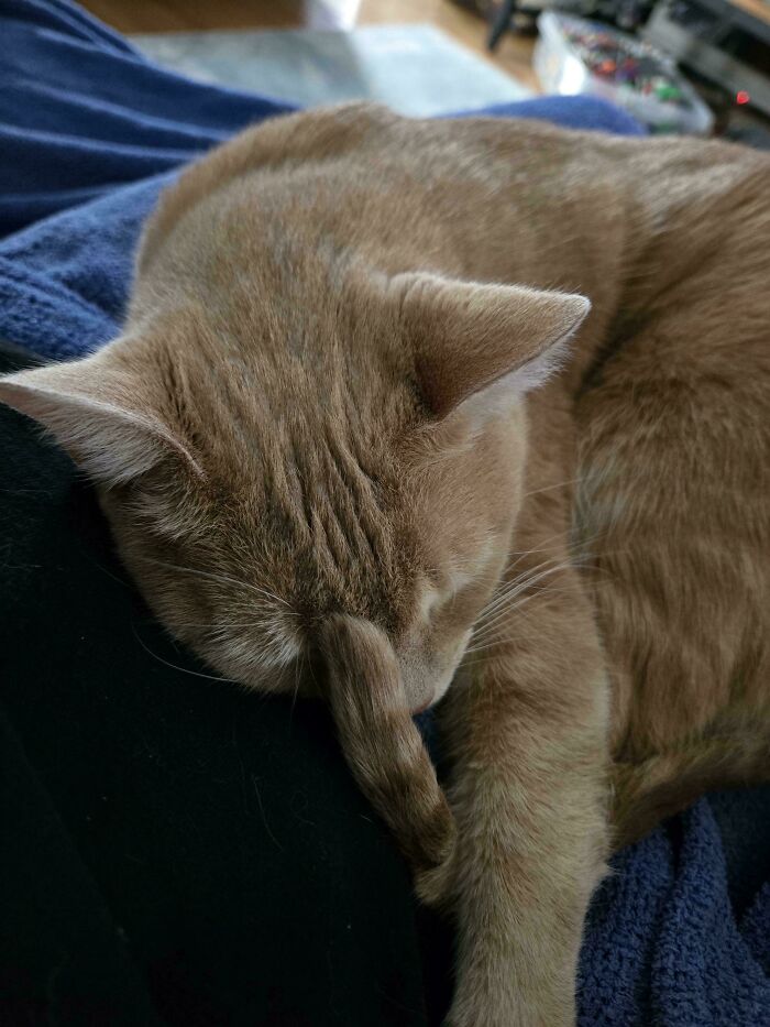 130 Cute And Derpy Pets That Look Like They Were “Assembled” Wrong 130 Cute And Derpy Pets That Look Like They Were “Assembled” Wrong