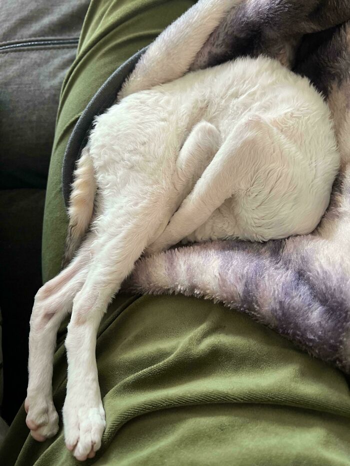 130 Cute And Derpy Pets That Look Like They Were “Assembled” Wrong 130 Cute And Derpy Pets That Look Like They Were “Assembled” Wrong