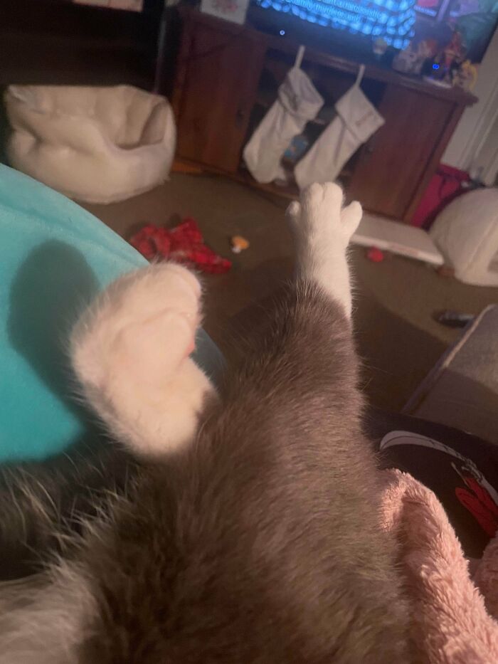 130 Cute And Derpy Pets That Look Like They Were “Assembled” Wrong 130 Cute And Derpy Pets That Look Like They Were “Assembled” Wrong