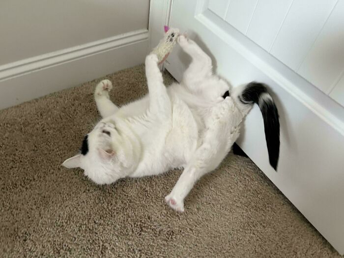 130 Cute And Derpy Pets That Look Like They Were “Assembled” Wrong 130 Cute And Derpy Pets That Look Like They Were “Assembled” Wrong