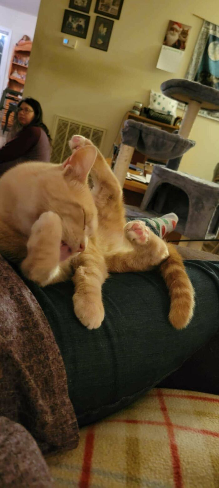 130 Cute And Derpy Pets That Look Like They Were “Assembled” Wrong 130 Cute And Derpy Pets That Look Like They Were “Assembled” Wrong