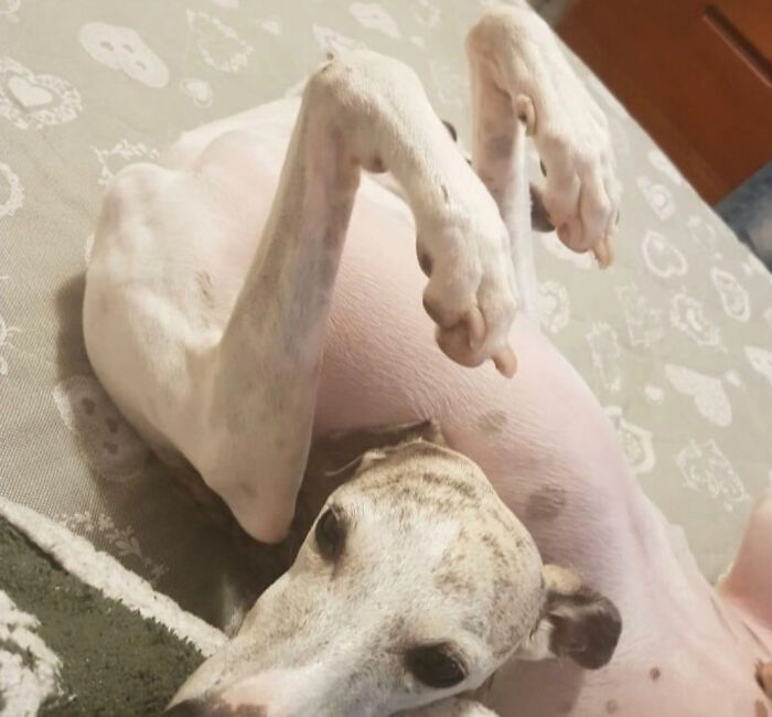130 Cute And Derpy Pets That Look Like They Were “Assembled” Wrong 130 Cute And Derpy Pets That Look Like They Were “Assembled” Wrong