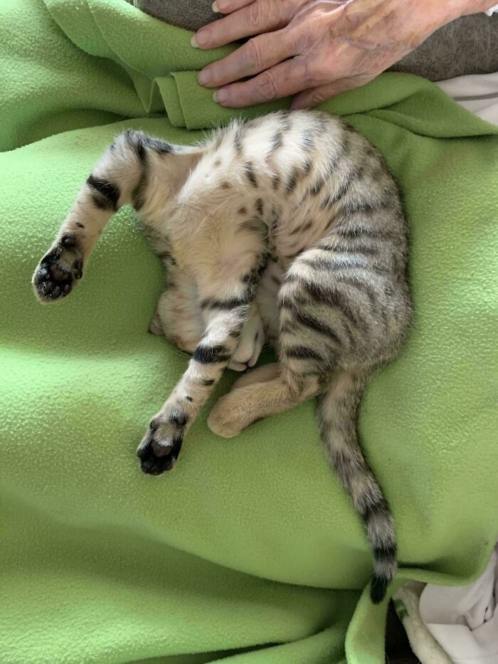 130 Cute And Derpy Pets That Look Like They Were “Assembled” Wrong 130 Cute And Derpy Pets That Look Like They Were “Assembled” Wrong