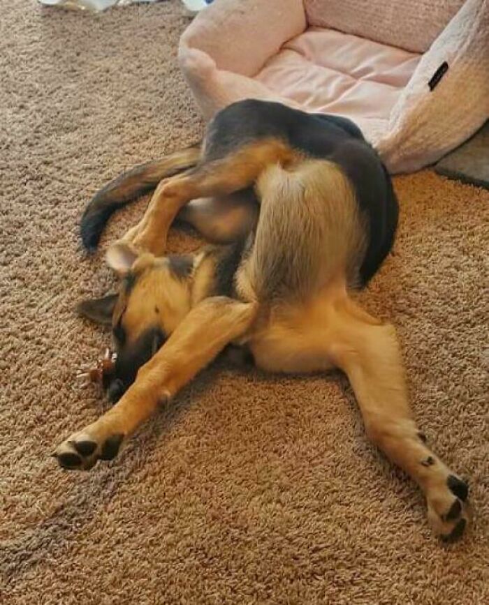 130 Cute And Derpy Pets That Look Like They Were “Assembled” Wrong 130 Cute And Derpy Pets That Look Like They Were “Assembled” Wrong