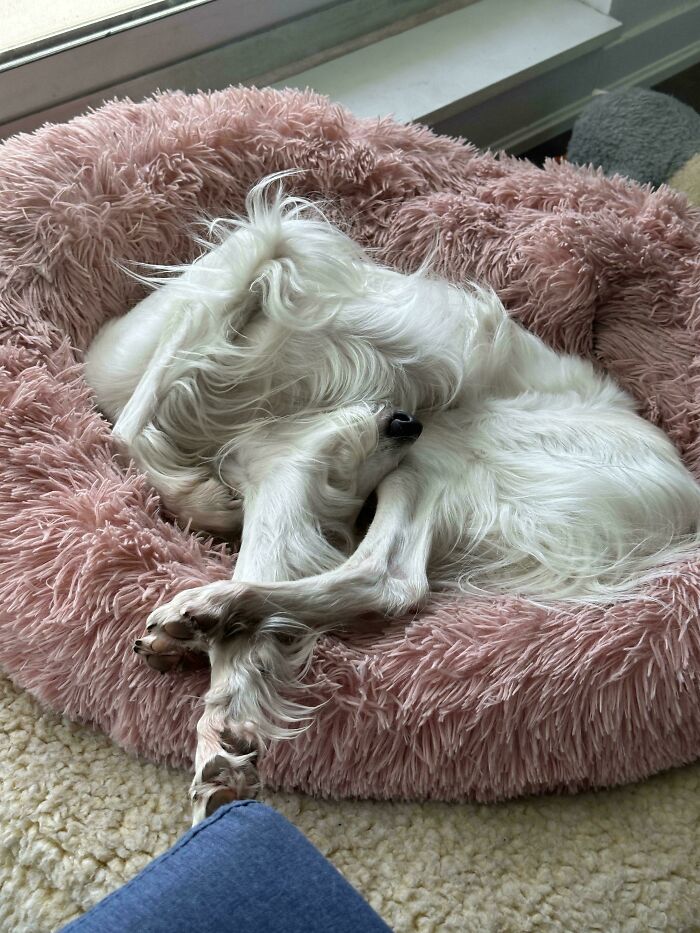 130 Cute And Derpy Pets That Look Like They Were “Assembled” Wrong 130 Cute And Derpy Pets That Look Like They Were “Assembled” Wrong