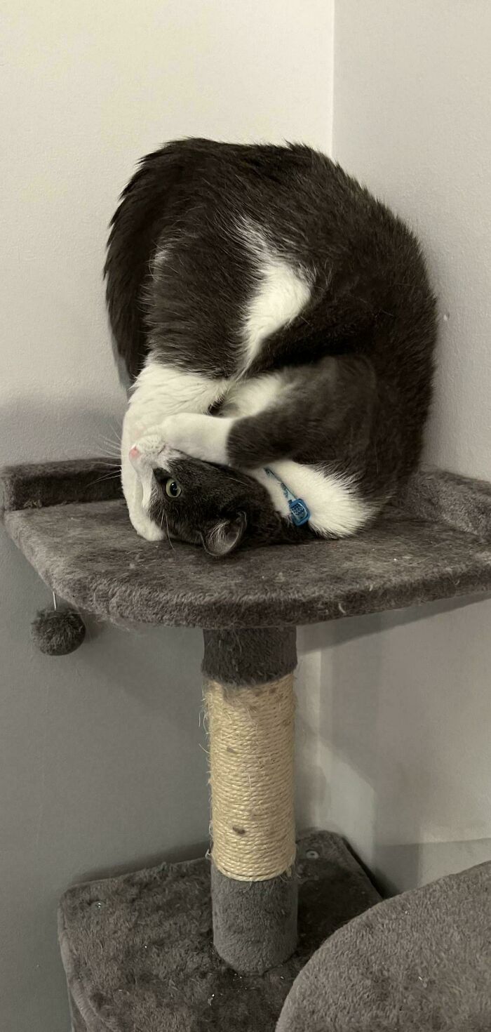 130 Cute And Derpy Pets That Look Like They Were “Assembled” Wrong 130 Cute And Derpy Pets That Look Like They Were “Assembled” Wrong