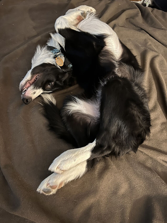 130 Cute And Derpy Pets That Look Like They Were “Assembled” Wrong 130 Cute And Derpy Pets That Look Like They Were “Assembled” Wrong