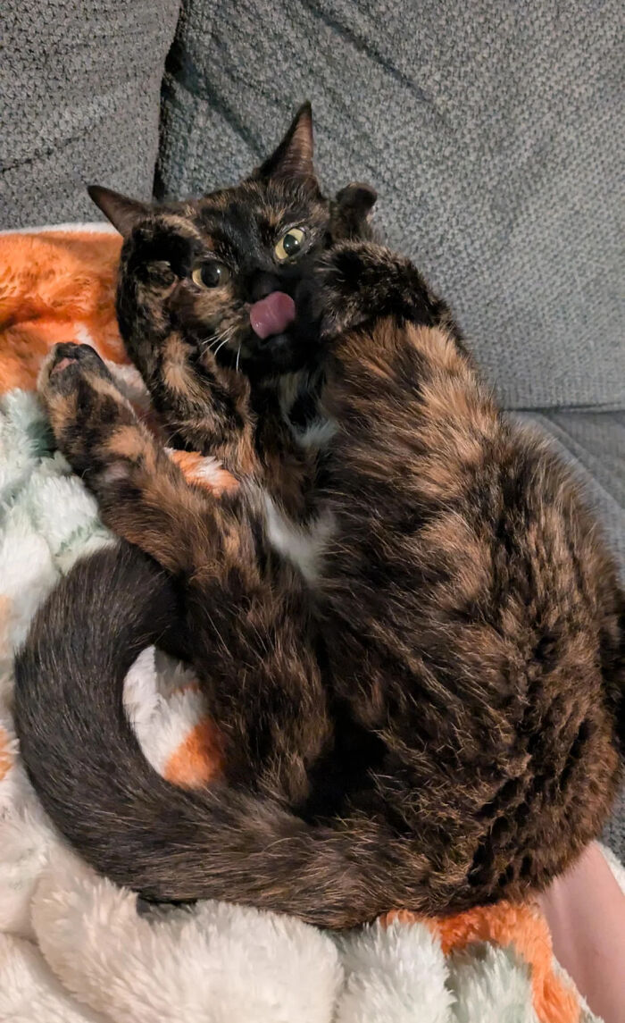 130 Cute And Derpy Pets That Look Like They Were “Assembled” Wrong 130 Cute And Derpy Pets That Look Like They Were “Assembled” Wrong