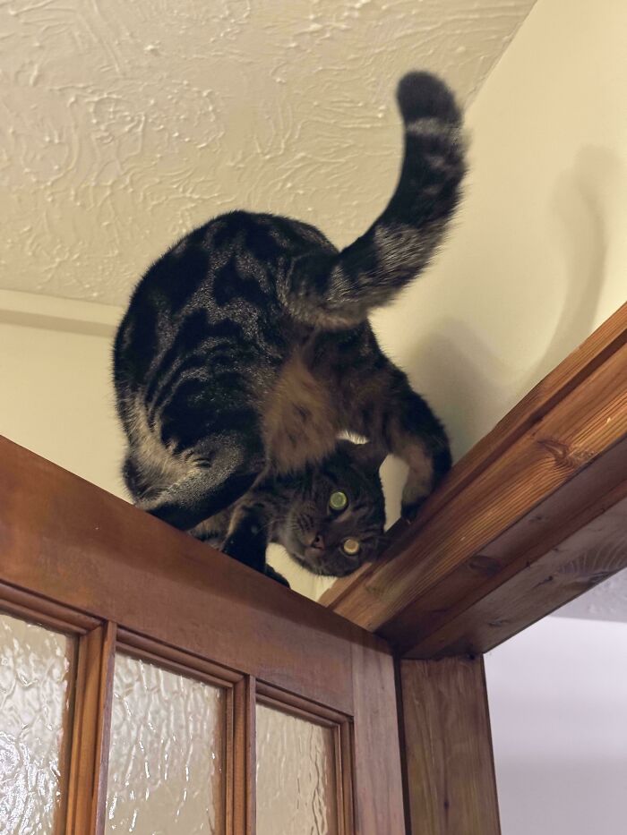 130 Cute And Derpy Pets That Look Like They Were “Assembled” Wrong 130 Cute And Derpy Pets That Look Like They Were “Assembled” Wrong