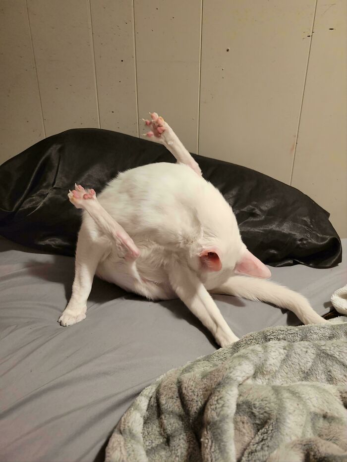 130 Cute And Derpy Pets That Look Like They Were “Assembled” Wrong 130 Cute And Derpy Pets That Look Like They Were “Assembled” Wrong
