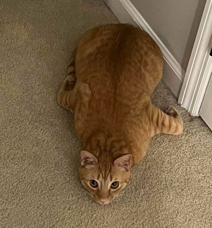 130 Cute And Derpy Pets That Look Like They Were “Assembled” Wrong 130 Cute And Derpy Pets That Look Like They Were “Assembled” Wrong