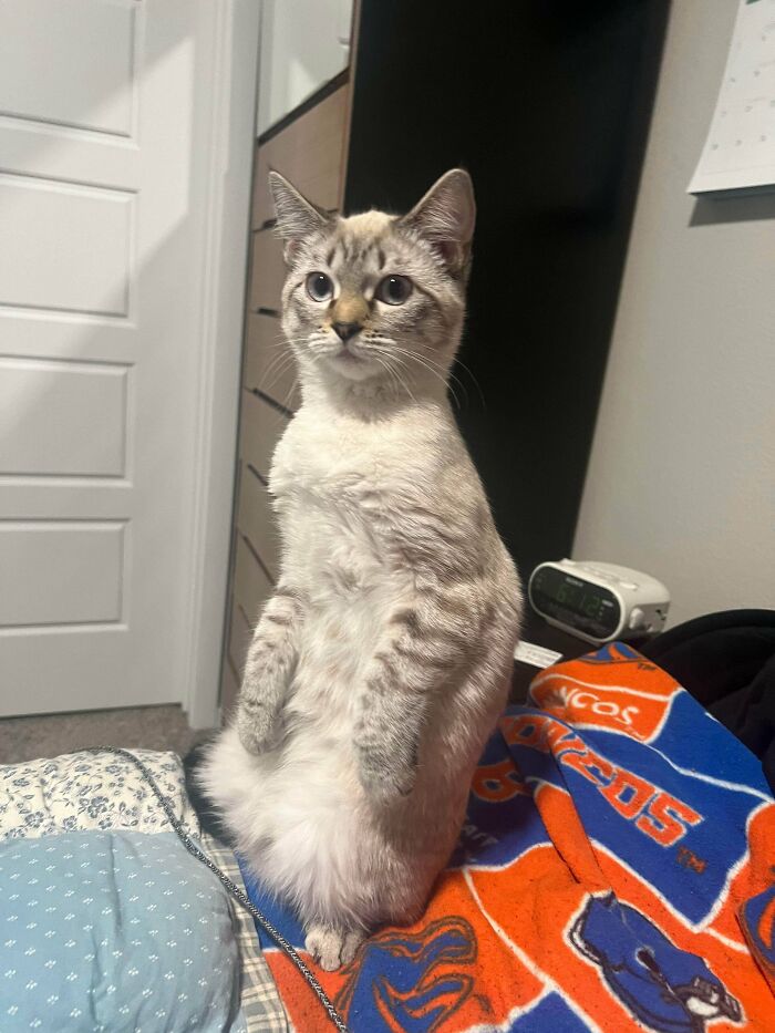 130 Cute And Derpy Pets That Look Like They Were “Assembled” Wrong 130 Cute And Derpy Pets That Look Like They Were “Assembled” Wrong