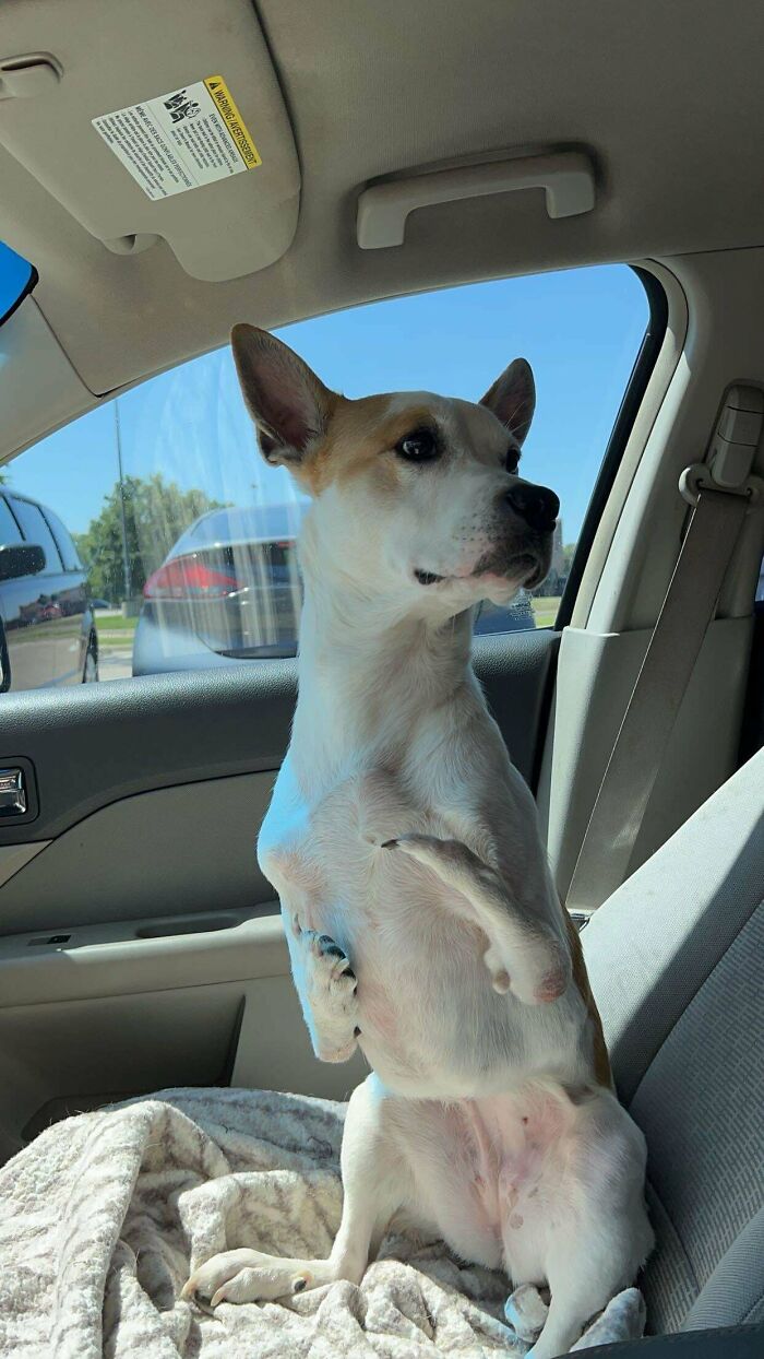 130 Cute And Derpy Pets That Look Like They Were “Assembled” Wrong 130 Cute And Derpy Pets That Look Like They Were “Assembled” Wrong