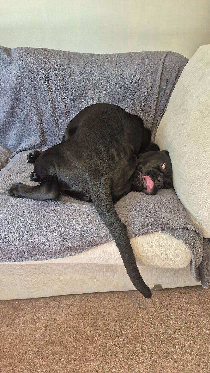 130 Cute And Derpy Pets That Look Like They Were “Assembled” Wrong 130 Cute And Derpy Pets That Look Like They Were “Assembled” Wrong