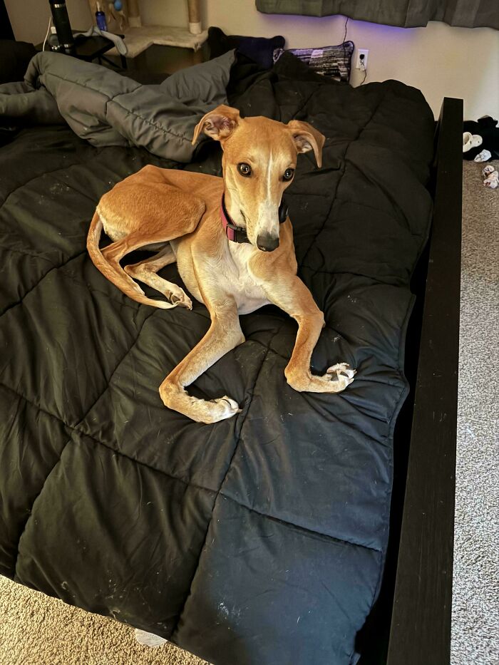 130 Cute And Derpy Pets That Look Like They Were “Assembled” Wrong 130 Cute And Derpy Pets That Look Like They Were “Assembled” Wrong