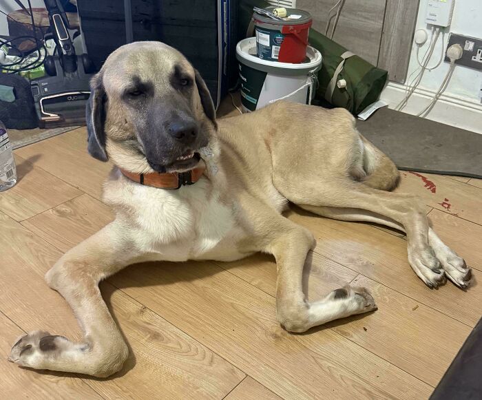 130 Cute And Derpy Pets That Look Like They Were “Assembled” Wrong 130 Cute And Derpy Pets That Look Like They Were “Assembled” Wrong