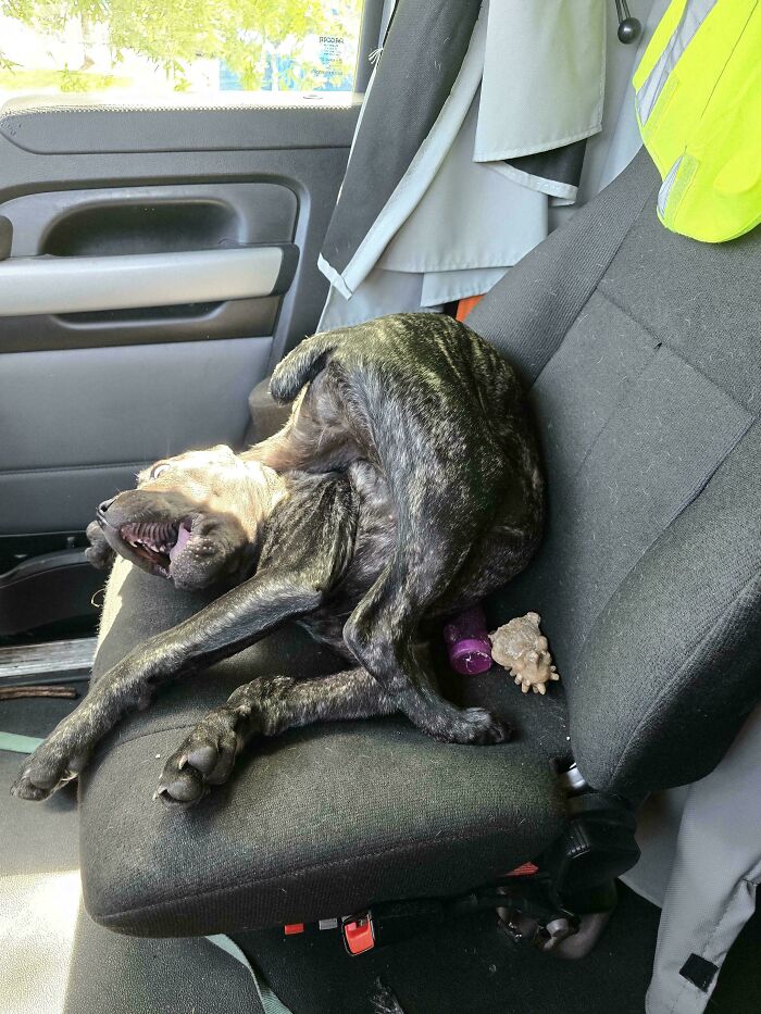 130 Cute And Derpy Pets That Look Like They Were “Assembled” Wrong 130 Cute And Derpy Pets That Look Like They Were “Assembled” Wrong