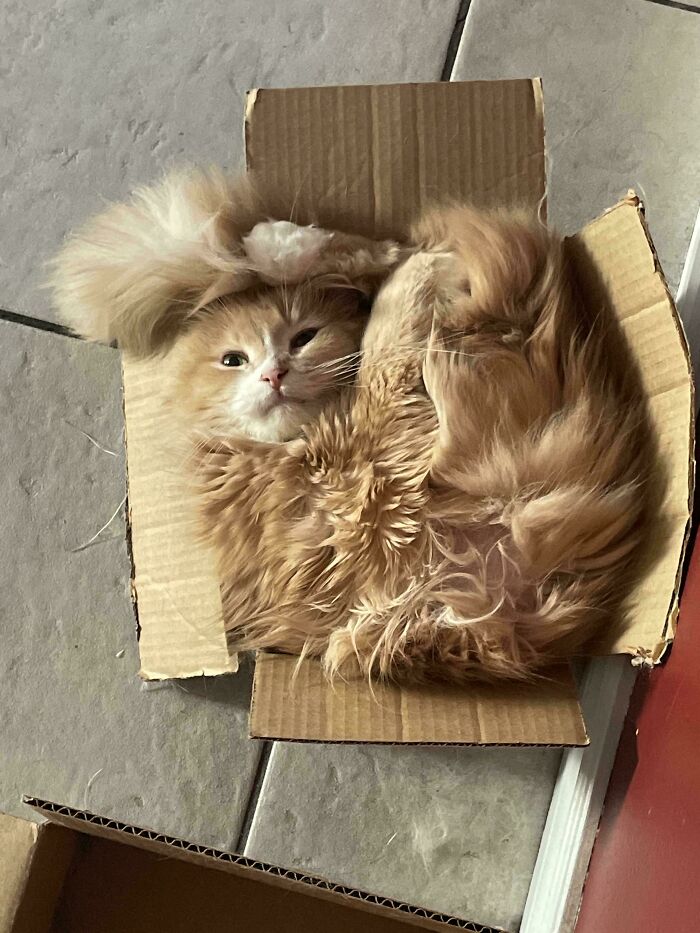 130 Cute And Derpy Pets That Look Like They Were “Assembled” Wrong 130 Cute And Derpy Pets That Look Like They Were “Assembled” Wrong