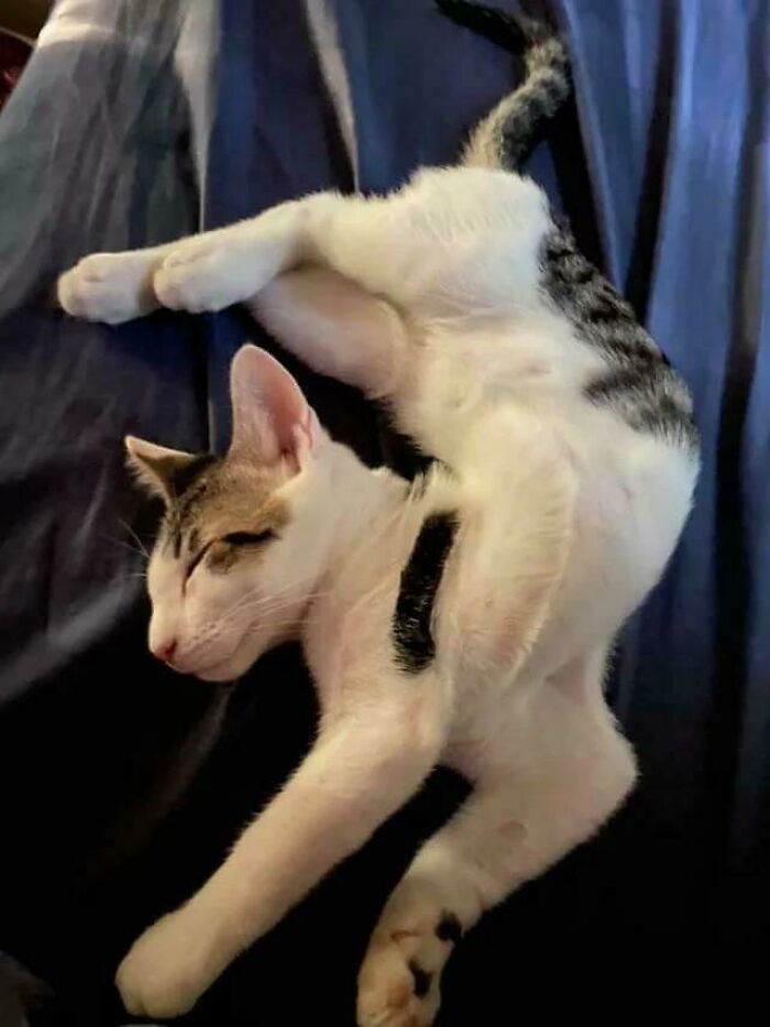 130 Cute And Derpy Pets That Look Like They Were “Assembled” Wrong 130 Cute And Derpy Pets That Look Like They Were “Assembled” Wrong