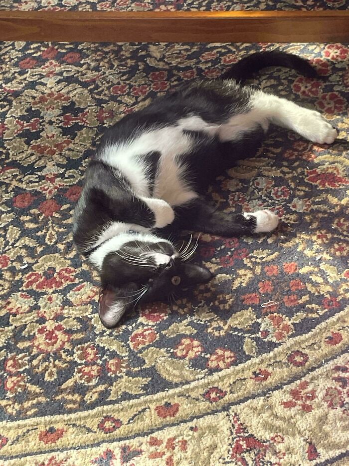 130 Cute And Derpy Pets That Look Like They Were “Assembled” Wrong 130 Cute And Derpy Pets That Look Like They Were “Assembled” Wrong
