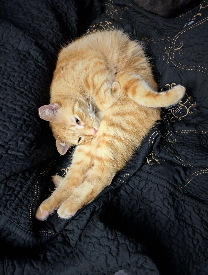 130 Cute And Derpy Pets That Look Like They Were “Assembled” Wrong 130 Cute And Derpy Pets That Look Like They Were “Assembled” Wrong