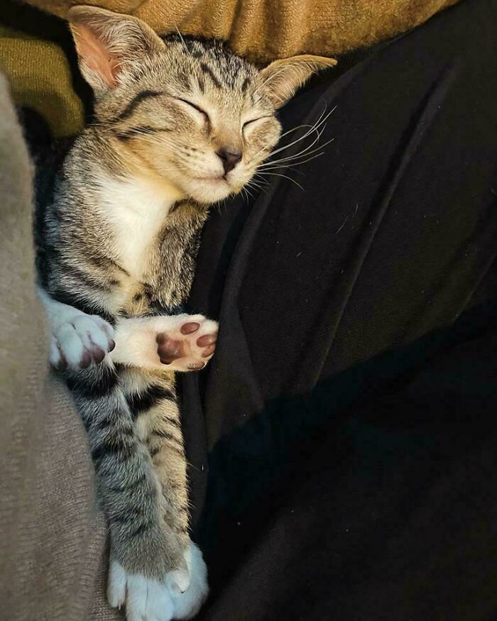 130 Cute And Derpy Pets That Look Like They Were “Assembled” Wrong 130 Cute And Derpy Pets That Look Like They Were “Assembled” Wrong