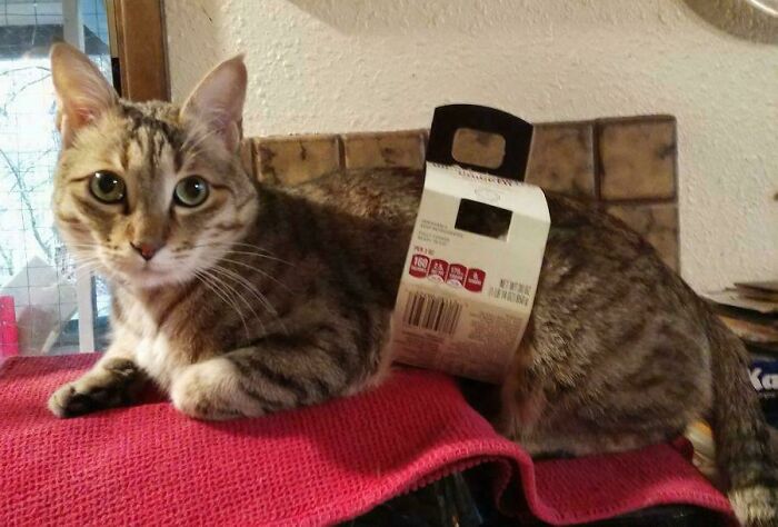 130 Cute And Derpy Pets That Look Like They Were “Assembled” Wrong 130 Cute And Derpy Pets That Look Like They Were “Assembled” Wrong