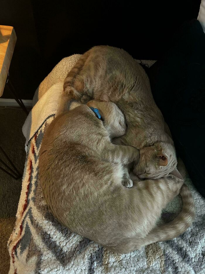 130 Cute And Derpy Pets That Look Like They Were “Assembled” Wrong 130 Cute And Derpy Pets That Look Like They Were “Assembled” Wrong