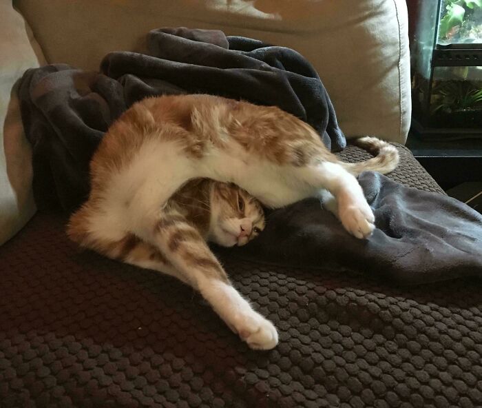 130 Cute And Derpy Pets That Look Like They Were “Assembled” Wrong 130 Cute And Derpy Pets That Look Like They Were “Assembled” Wrong