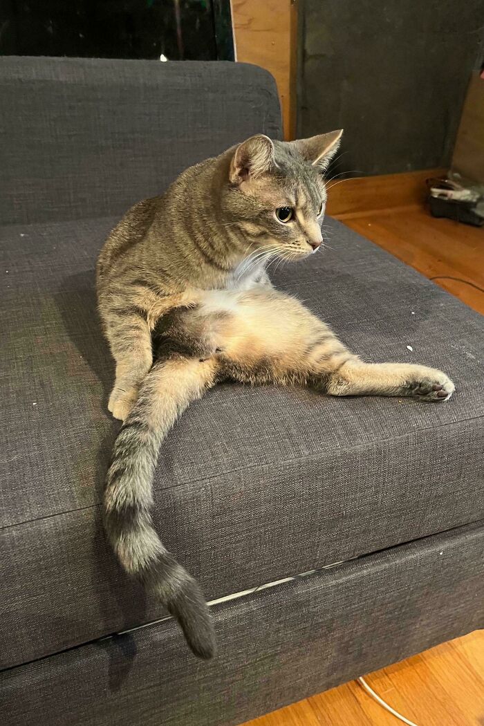 130 Cute And Derpy Pets That Look Like They Were “Assembled” Wrong 130 Cute And Derpy Pets That Look Like They Were “Assembled” Wrong
