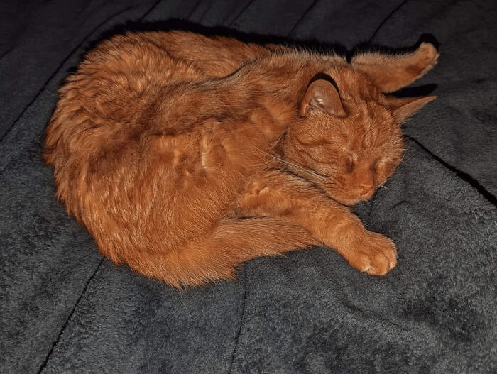 130 Cute And Derpy Pets That Look Like They Were “Assembled” Wrong 130 Cute And Derpy Pets That Look Like They Were “Assembled” Wrong