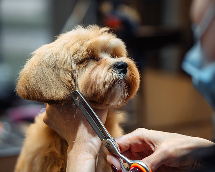 Hair Salon Owner Who Told Transgender Customers To Go To A Pet Groomer Instead Learns Her Fate