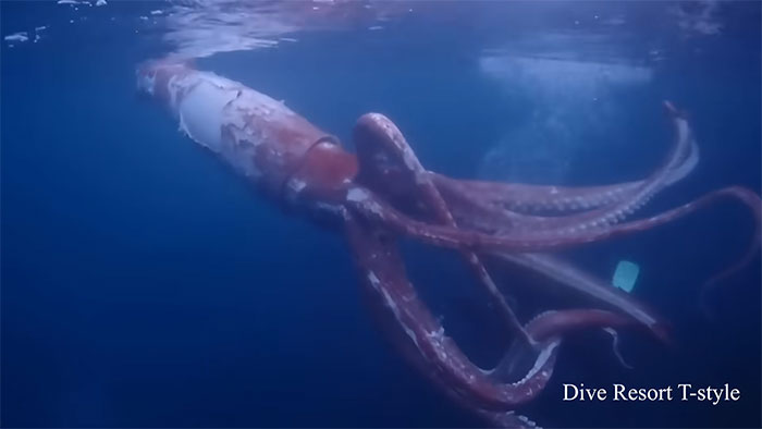 The Terrifying Ocean Monster That Scientists Cannot Catch, Study, Or Stop Thinking About The Terrifying Ocean Monster That Scientists Cannot Catch, Study, Or Stop Thinking About
