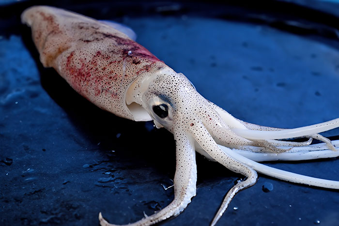 The Terrifying Ocean Monster That Scientists Cannot Catch, Study, Or Stop Thinking About The Terrifying Ocean Monster That Scientists Cannot Catch, Study, Or Stop Thinking About