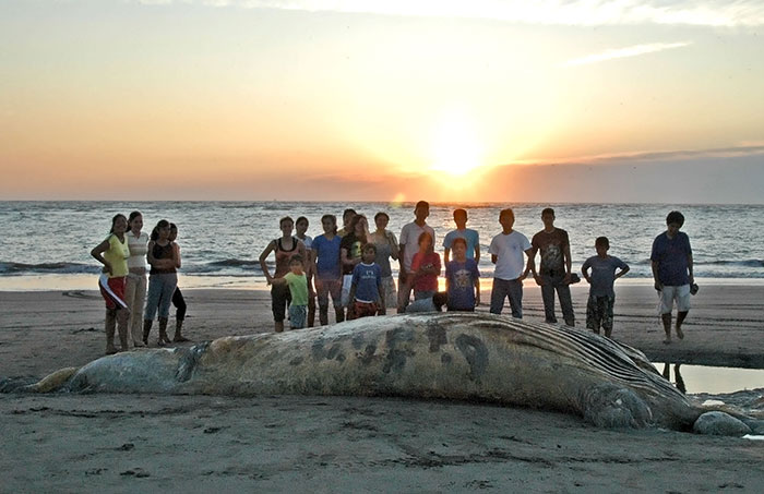 The Terrifying Ocean Monster That Scientists Cannot Catch, Study, Or Stop Thinking About The Terrifying Ocean Monster That Scientists Cannot Catch, Study, Or Stop Thinking About