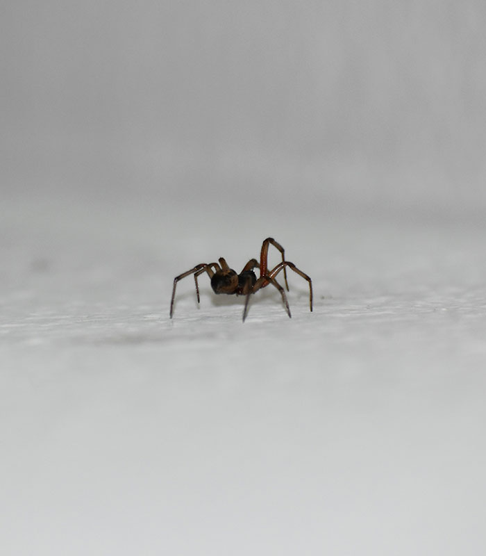 Mom-Of-Four Attacked By Spiders Biting Her Whole Body On Camping Trip, Now Fighting For Her Life In Hospital Mom-Of-Four Attacked By Spiders Biting Her Whole Body On Camping Trip, Now Fighting For Her Life In Hospital