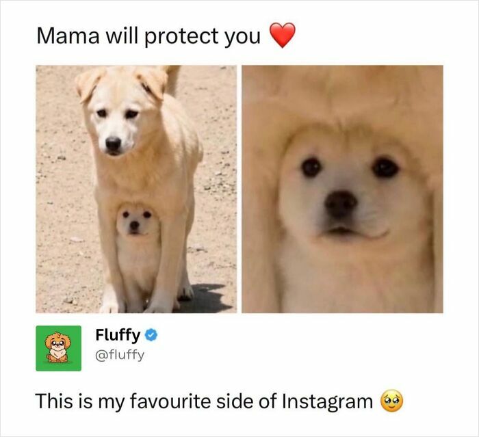 72 Wholesome Animal Memes That Might Heal Your Tired Soul 72 Wholesome Animal Memes That Might Heal Your Tired Soul