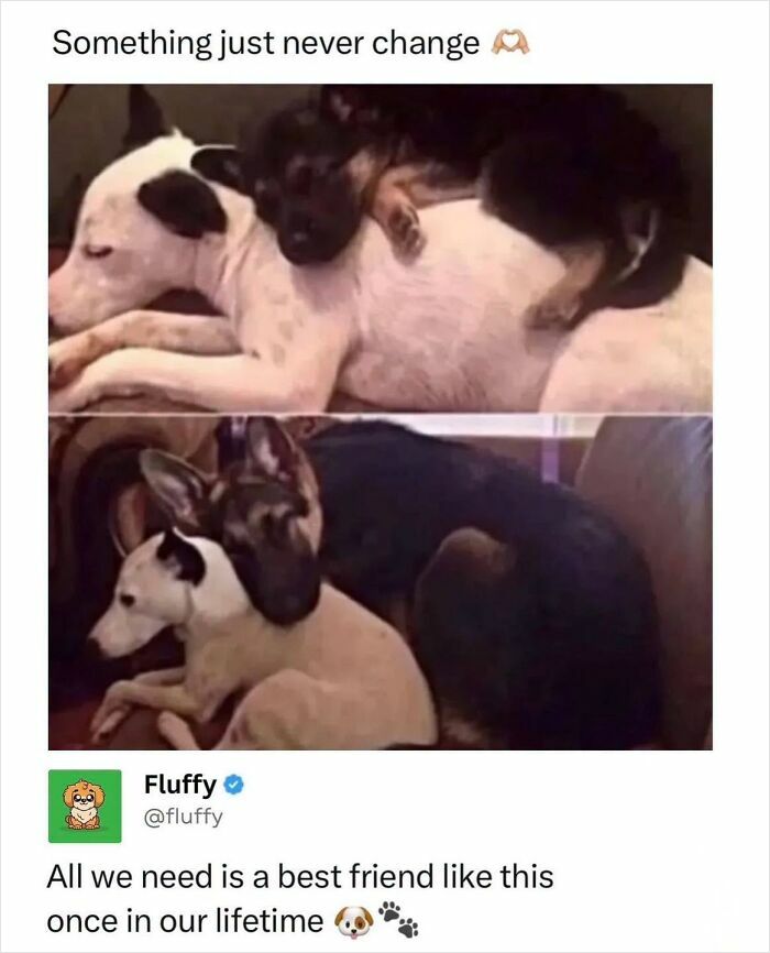 72 Wholesome Animal Memes That Might Heal Your Tired Soul 72 Wholesome Animal Memes That Might Heal Your Tired Soul
