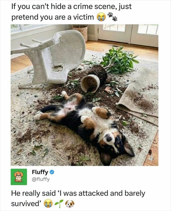 72 Wholesome Animal Memes That Might Heal Your Tired Soul 72 Wholesome Animal Memes That Might Heal Your Tired Soul