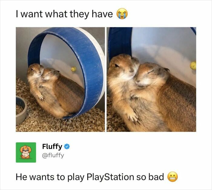72 Wholesome Animal Memes That Might Heal Your Tired Soul 72 Wholesome Animal Memes That Might Heal Your Tired Soul