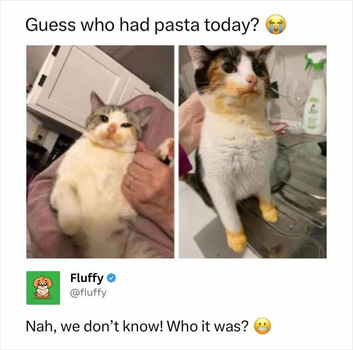 72 Wholesome Animal Memes That Might Heal Your Tired Soul 72 Wholesome Animal Memes That Might Heal Your Tired Soul