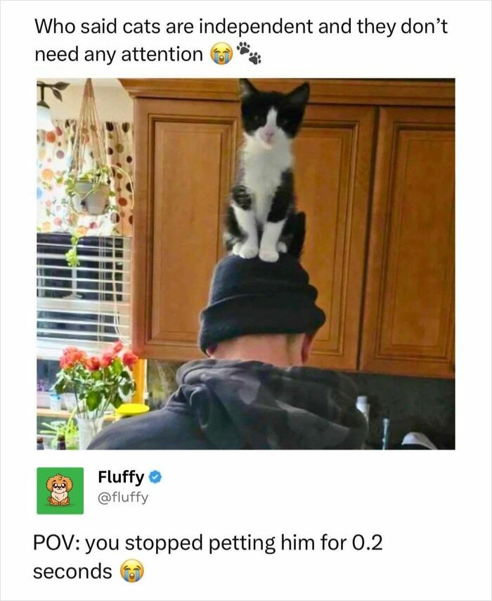 72 Wholesome Animal Memes That Might Heal Your Tired Soul 72 Wholesome Animal Memes That Might Heal Your Tired Soul