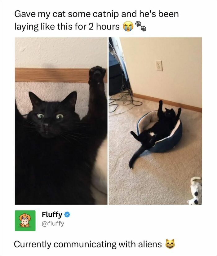 72 Wholesome Animal Memes That Might Heal Your Tired Soul 72 Wholesome Animal Memes That Might Heal Your Tired Soul