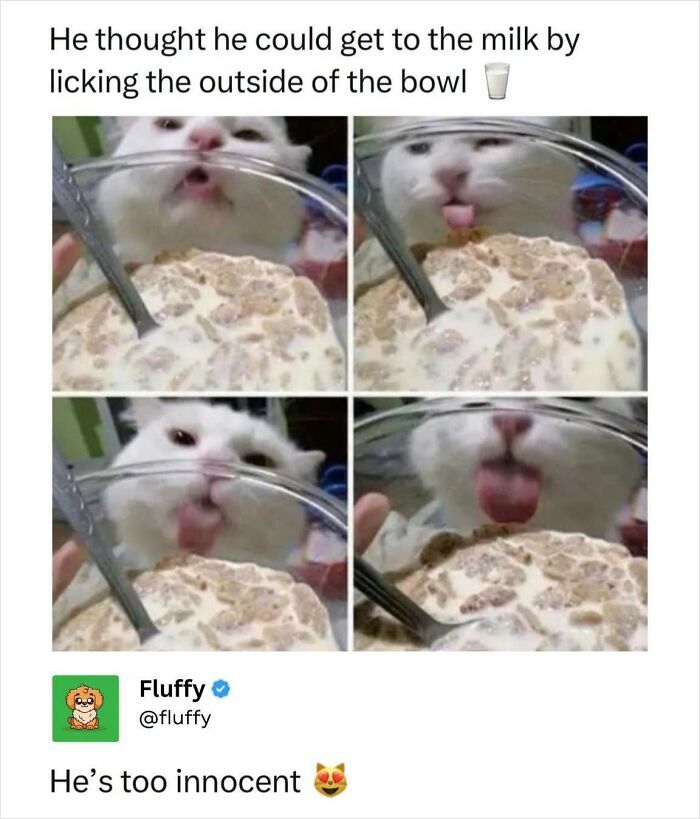 72 Wholesome Animal Memes That Might Heal Your Tired Soul 72 Wholesome Animal Memes That Might Heal Your Tired Soul